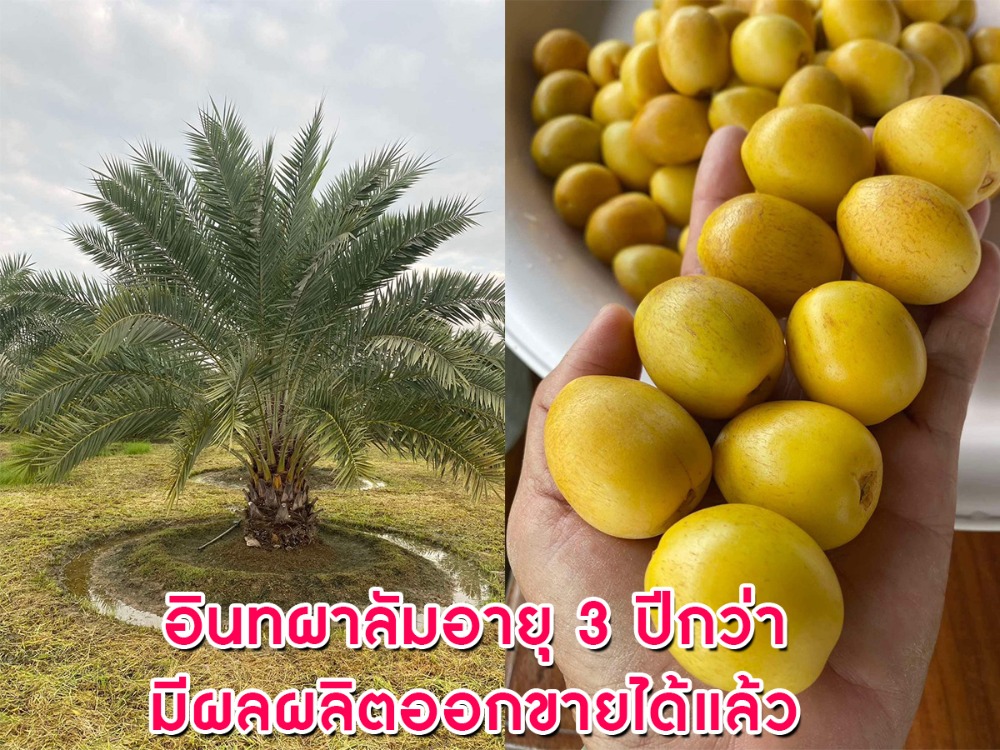 ขายที่ดินสุโขทัย : ขายด่วน บ้านสวยที่ดินทำเลดีติดถนน น้ำไม่ท่วน เนื้อที่ 4 ไร่ 41.5 ตารางวา จ.สุโขทัย