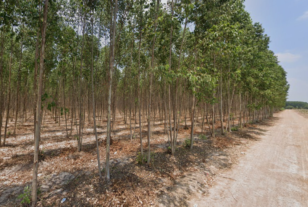 ขายที่ดินพัทยา บางแสน ชลบุรี สัตหีบ : ที่ดิน หนองเหียง พนัสนิคม / (ขาย), Land Nong Hiang Phanat Nikhom / (SALE) AA075