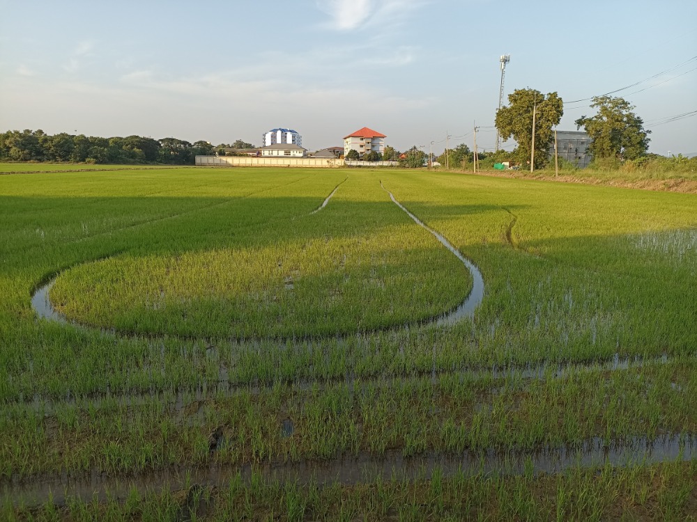 ขายที่ดินสระบุรี : ขายที่ดิน แปลงใหญ่ กลางตลาด อ.หนองแค 51 ไร่ จ.สระบุรี