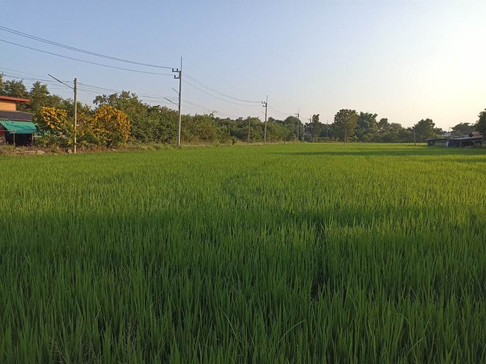 ขายที่ดินสระบุรี : ขายที่ดิน แปลงใหญ่ กลางตลาด อ.หนองแค 51 ไร่ จ.สระบุรี