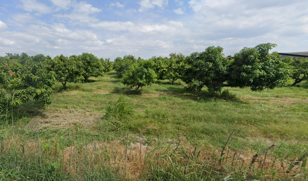 For SaleLandPattaya, Bangsaen, Chonburi : Land Bo Kwang Thong Bo Thong / (SALE) AA091