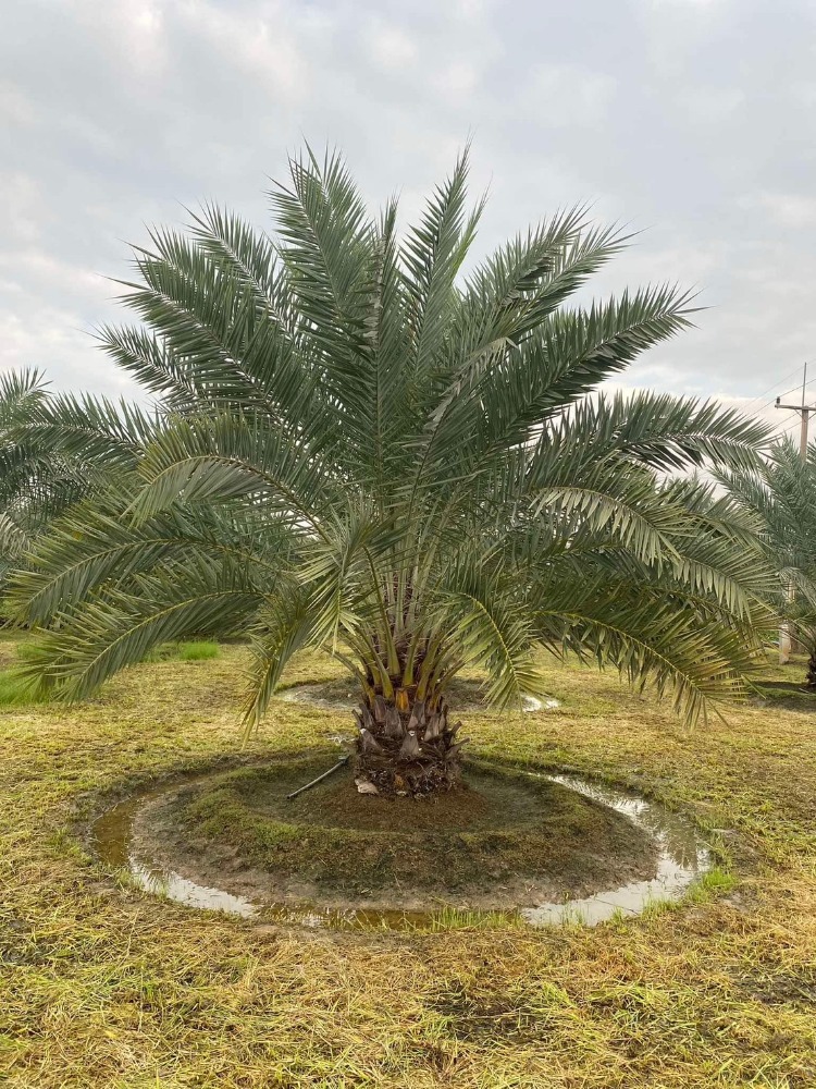 ขายที่ดินสุโขทัย : ขายด่วน! ที่ดินพื้นที่ 2 ไร่ พร้อมผลผลิตอินทผาลัมพร้อมขาย พื้นที่น้ำไม่ทวม