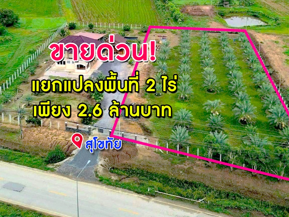 For SaleLandSukhothai : Urgent sale! 2 rai land with date palm ready for sale. The area is not flooded.