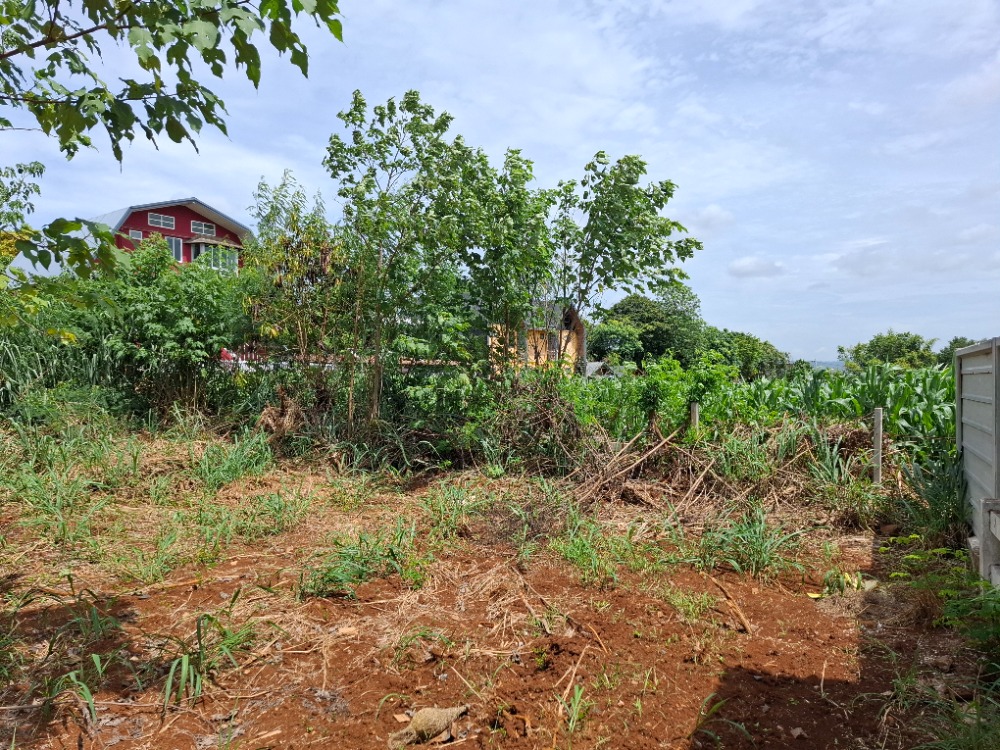 ขายที่ดินโคราช นครราชสีมา : ขายที่ดิน แปลงสวยบนเนิน วิวเขาใหญ่ สภาพแวดล้อมดีมาก , นครราชสีมา