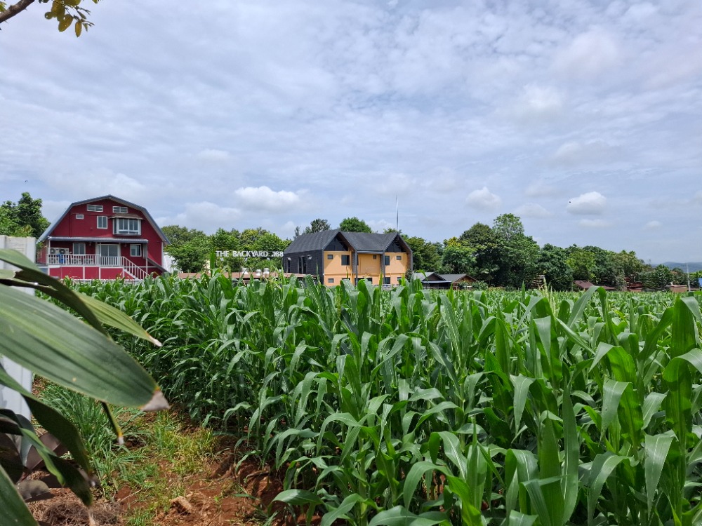 ขายที่ดินโคราช นครราชสีมา : ขายที่ดิน แปลงสวยบนเนิน วิวเขาใหญ่ สภาพแวดล้อมดีมาก , นครราชสีมา