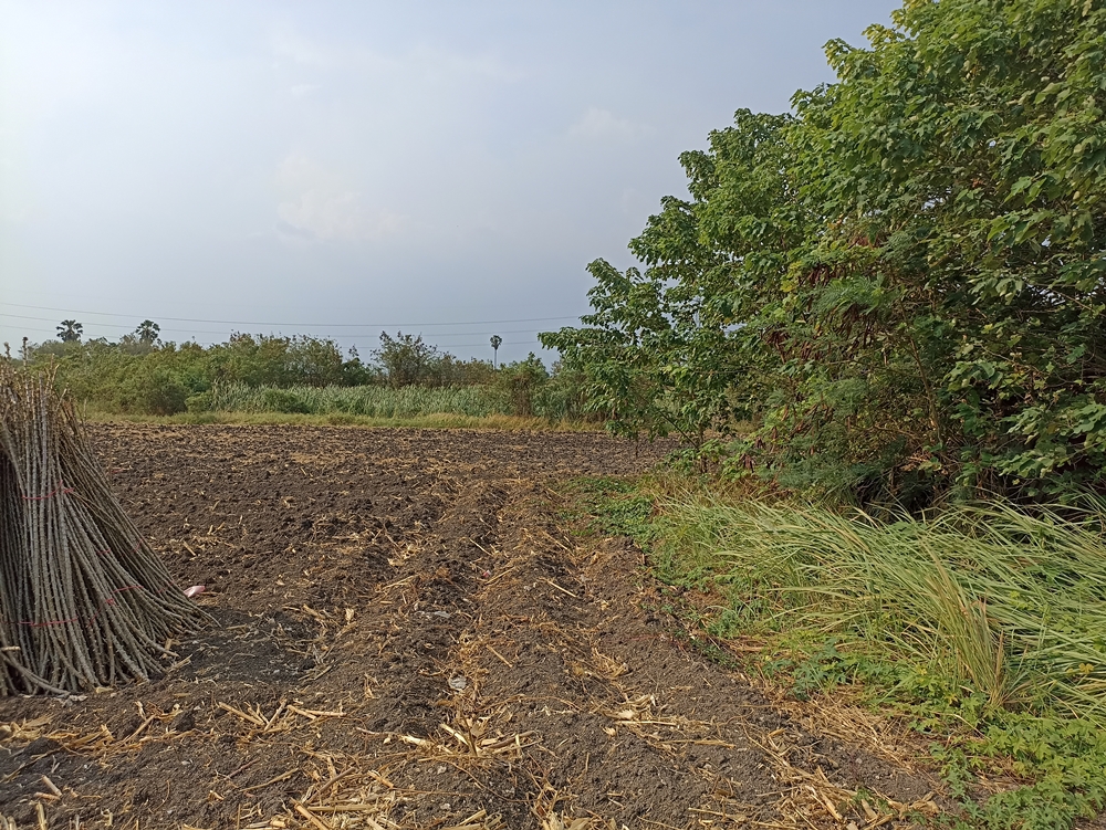 ขายที่ดินลพบุรี : ขายที่ดิน ช่องสาริกา อ.พัฒนานิคม 24 ไร่ 41.8 ตร.ว., ลพบุรี