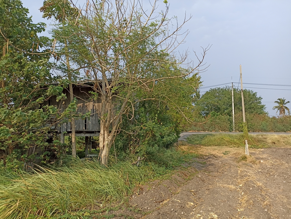 ขายที่ดินลพบุรี : ขายที่ดิน ช่องสาริกา อ.พัฒนานิคม 24 ไร่ 41.8 ตร.ว., ลพบุรี