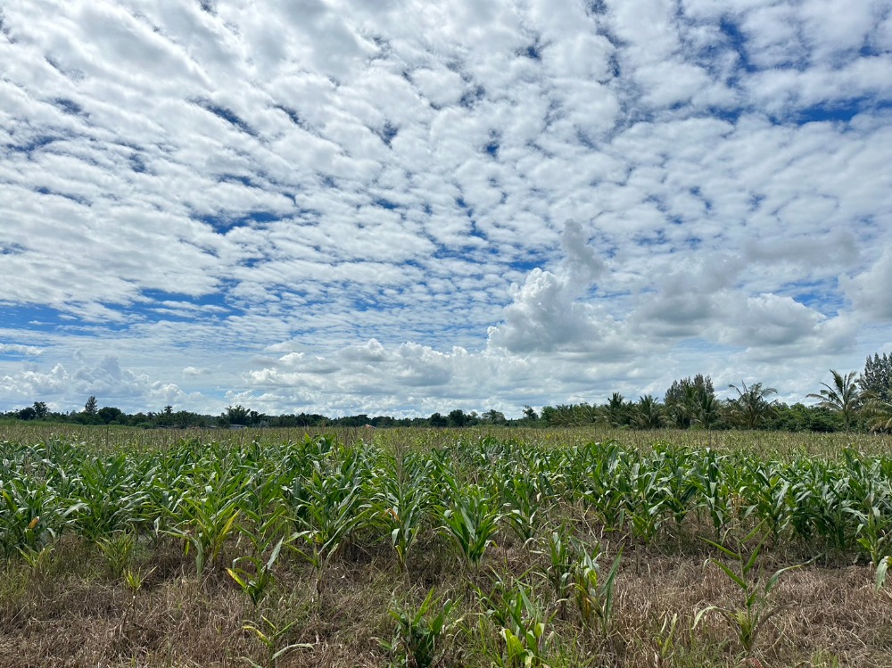 For SaleLandPak Chong KhaoYai : Land Pak Chong near Khao Yai Nakhon Ratchasima, 11 rai