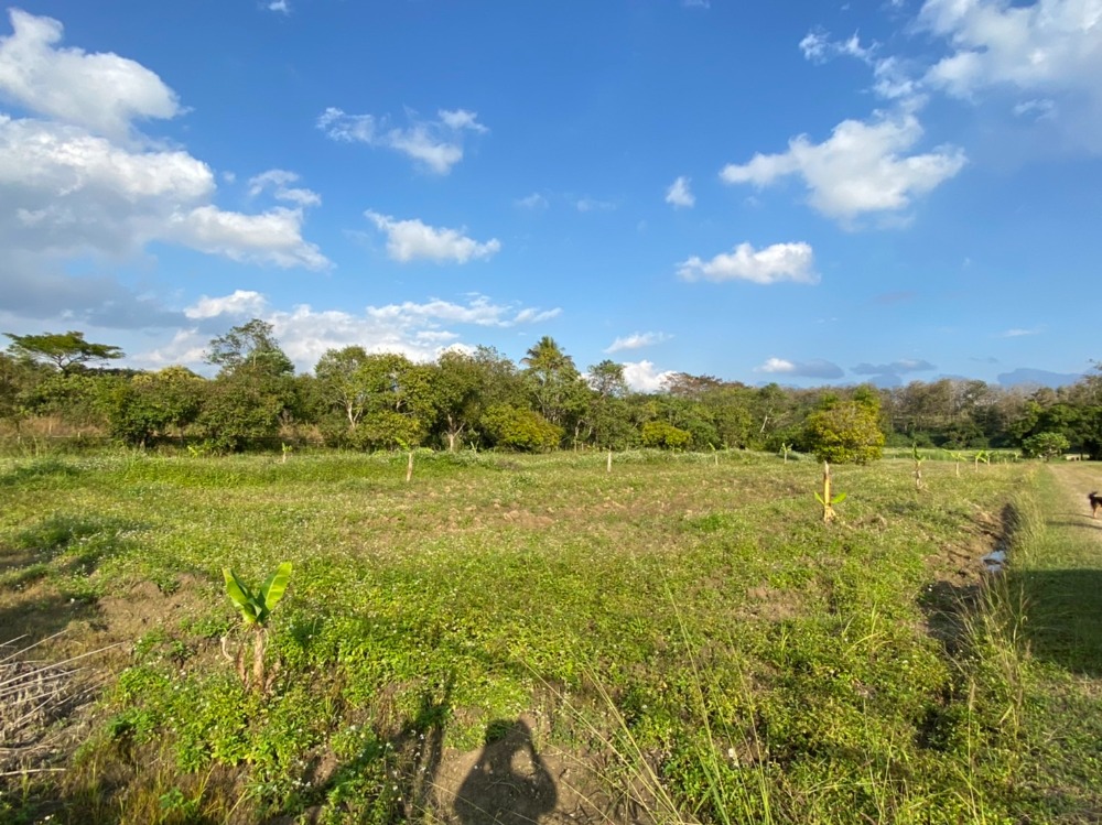 ขายที่ดินเชียงราย : ที่ดินเปล่า ใกล้มหาวิทยาลัยแม่ฟ้าหลวง