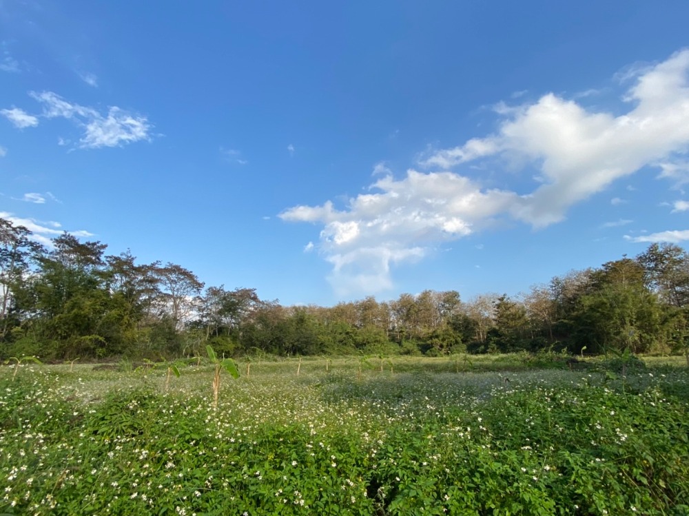ขายที่ดินเชียงราย : ที่ดินเปล่า ใกล้มหาวิทยาลัยแม่ฟ้าหลวง