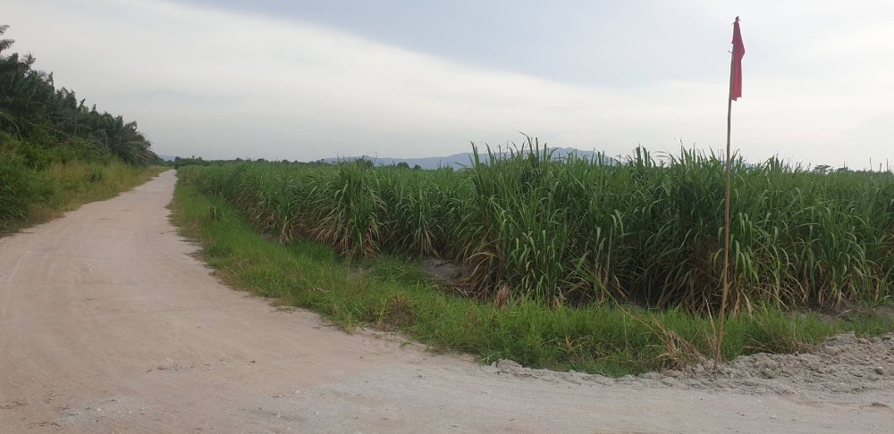 ขายที่ดินศรีราชา แหลมฉบัง บ้านบึง : ที่ดิน หนองขยาด พนัสนิคม / (ขาย), Land Nong Khyat Phanat Nikhom / (SALE) AA133