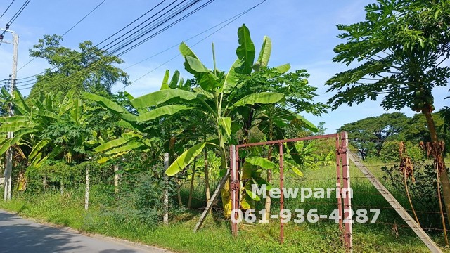 ขายที่ดินพัฒนาการ ศรีนครินทร์ : 428928 ขายที่ดินเปล่าซอยกรุงเทพฯกรีฑา 8 ขนาด 1 ไร่ ในซอยนั้นจะร่มรื่น ต้นไม่ใหญ่และส่วนใหญ่จะเป็นบ้านหลังใหญ่ๆ