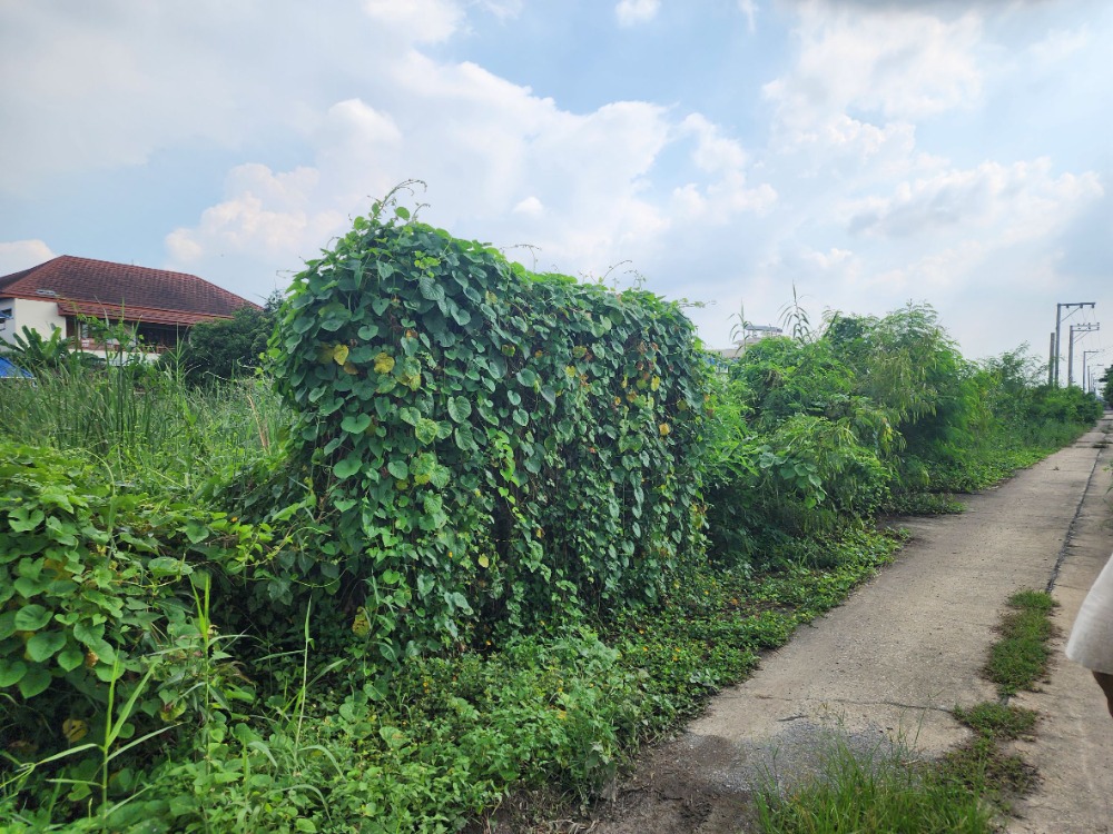 ขายที่ดินพุทธมณฑล ศาลายา : ขายที่ดิน ติดถนนสุขาภิบาลบางระมาด  หลังห้างพาซีโอ กาญจนาภิเษก เหมาะสำหรับพัฒนาโครงการจัดสรร ทำเลดี พื้นที่สวย ถนนกว้าง