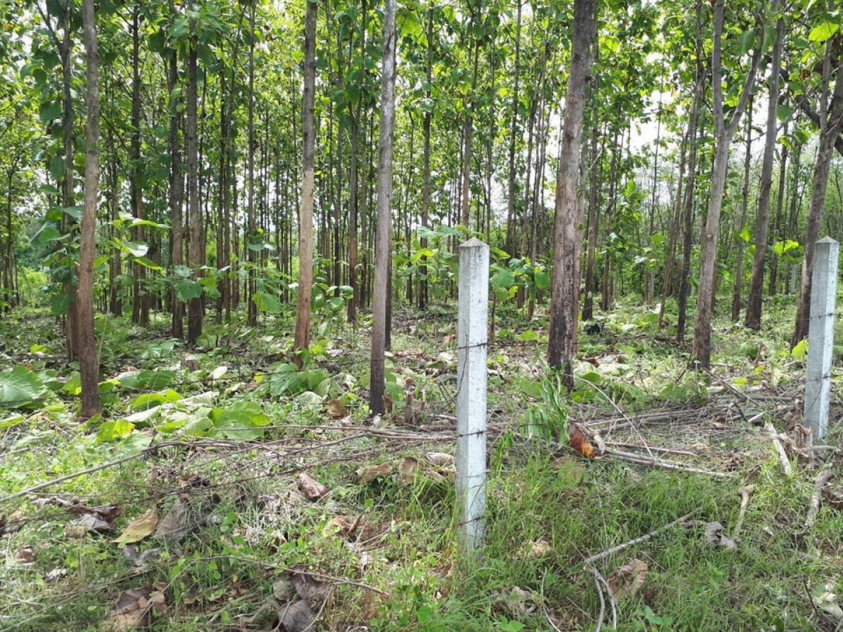 For SaleLandPhetchabun : Cheapest sale, land with teak trees, ready to be cut, 1-1-1 rai, near the main road, Saraburi-Lomsak, Bueng Sam Phan, Phetchabun