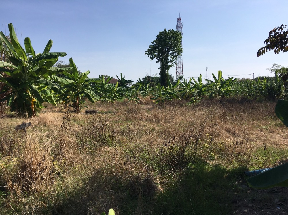 For SaleLandChiang Mai : Beautiful land plot for sale, 1-1-54.2 rai, near Maejo University, San Sai, land behind next to a stream