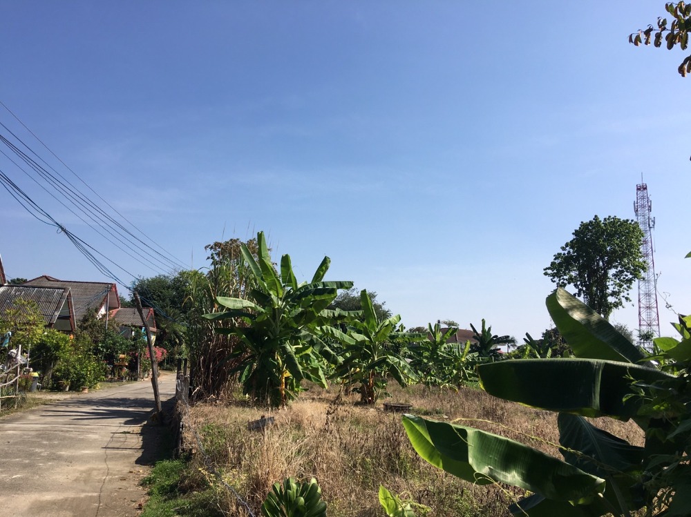 For SaleLandChiang Mai : Beautiful land plot for sale, 1-1-54.2 rai, near Maejo University, San Sai, land behind next to a stream