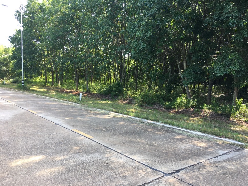 For SaleLandChiang Mai : Land for sale for rubber plantation, ready for tapping, 20-0-53 rai, Phrao District, near Doi Mae Pang Temple, 8 km.