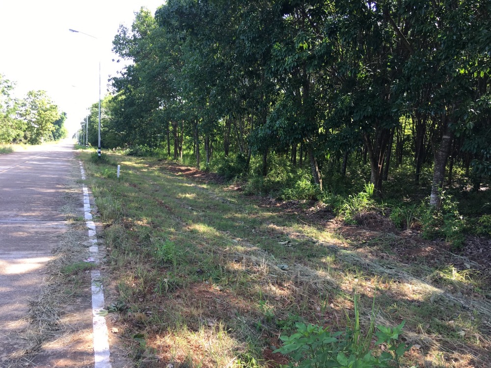 For SaleLandChiang Mai : Land for sale for rubber plantation, ready for tapping, 20-0-53 rai, Phrao District, near Doi Mae Pang Temple, 8 km.