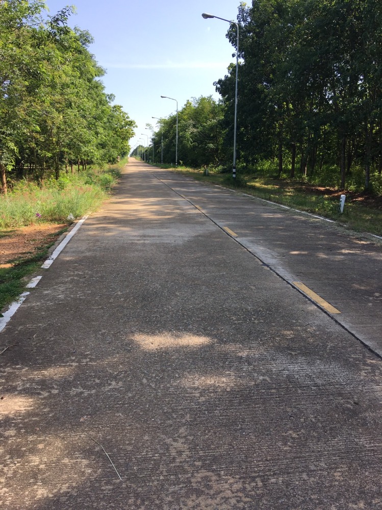 For SaleLandChiang Mai : Land for sale for rubber plantation, ready for tapping, 20-0-53 rai, Phrao District, near Doi Mae Pang Temple, 8 km.