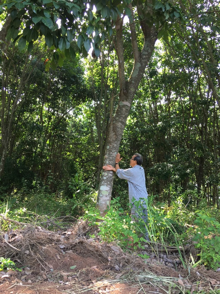 For SaleLandChiang Mai : Land for sale for rubber plantation, ready for tapping, 20-0-53 rai, Phrao District, near Doi Mae Pang Temple, 8 km.