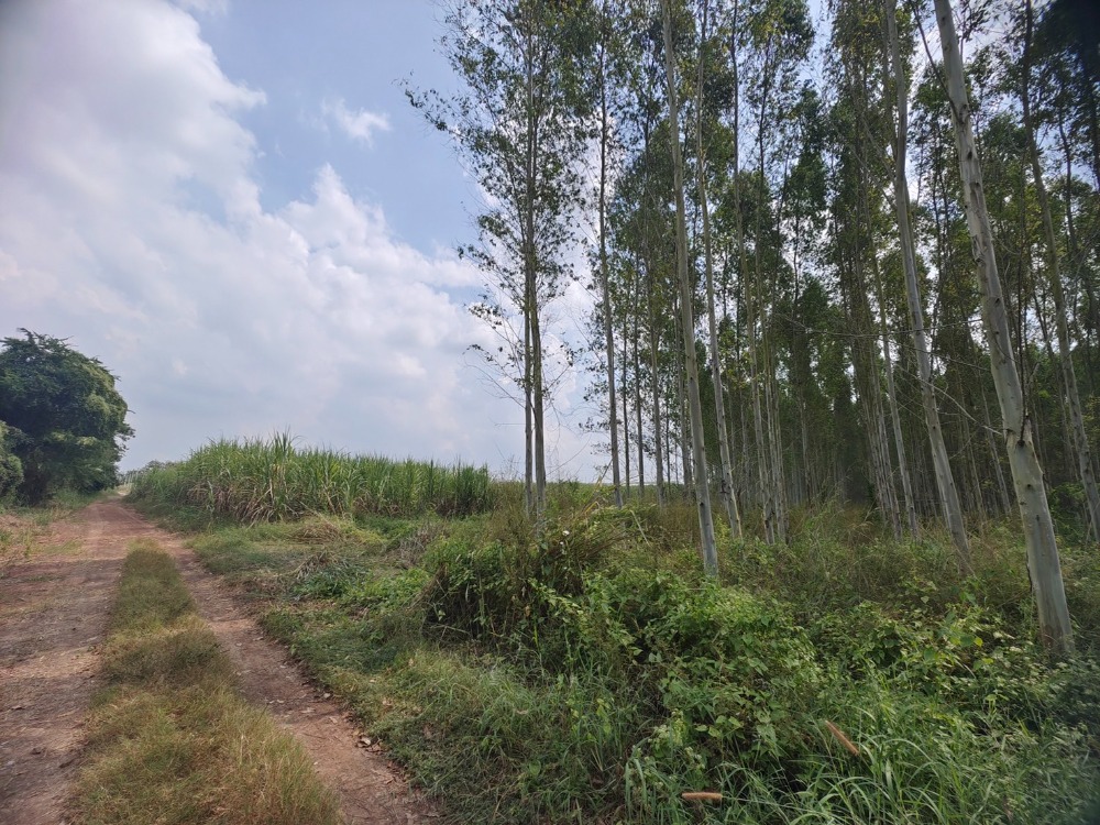 ขายที่ดินศรีราชา แหลมฉบัง บ้านบึง : ที่ดิน หนองอิรุณ บ้านบึง / (ขาย), Land Nong Irun Ban Bueng / (SALE) AA139