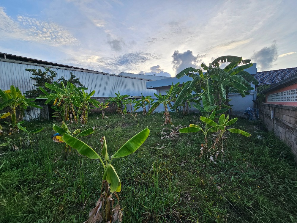 ขายที่ดินชะอำ เพชรบุรี : ขายที่ดินราคาถูก ชะอำ,เพชรบุรี