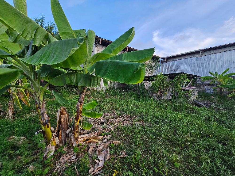 ขายที่ดินชะอำ เพชรบุรี : ขายที่ดินราคาถูก ชะอำ,เพชรบุรี