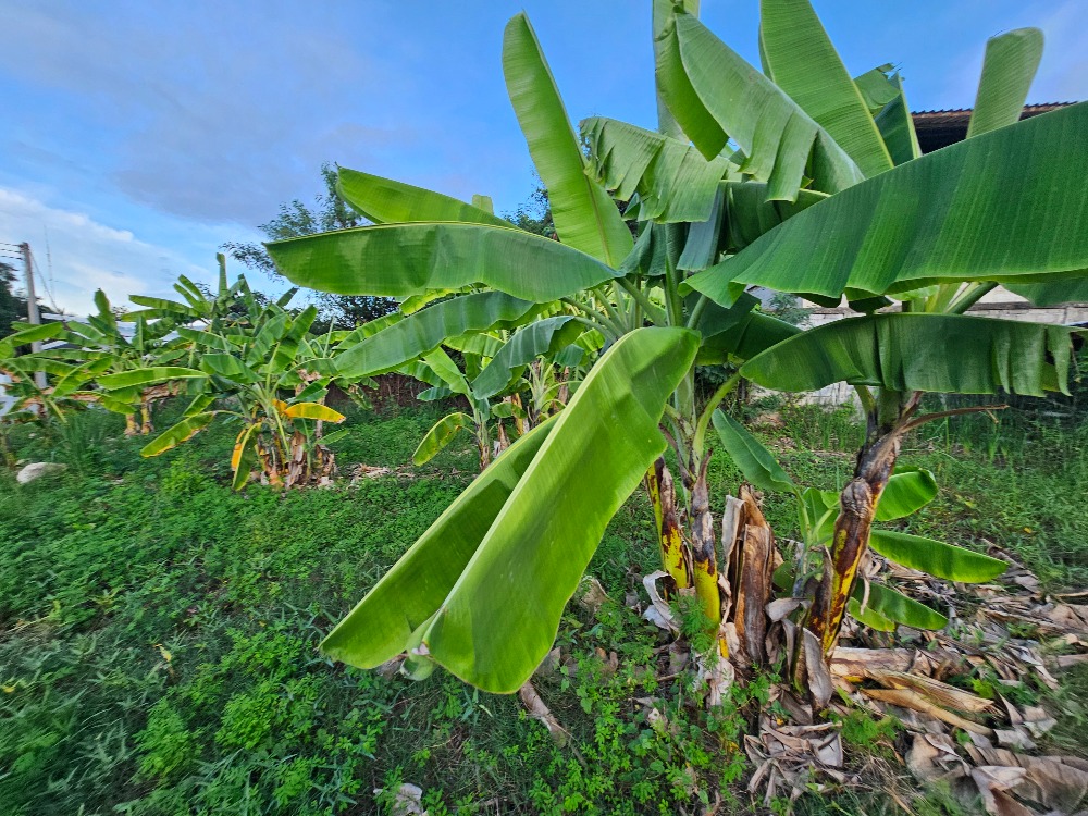 ขายที่ดินชะอำ เพชรบุรี : ขายที่ดินราคาถูก ชะอำ,เพชรบุรี