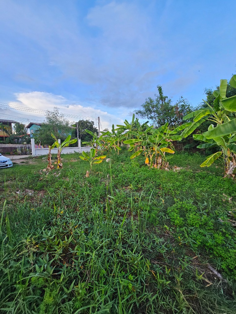 ขายที่ดินชะอำ เพชรบุรี : ขายที่ดินราคาถูก ชะอำ,เพชรบุรี