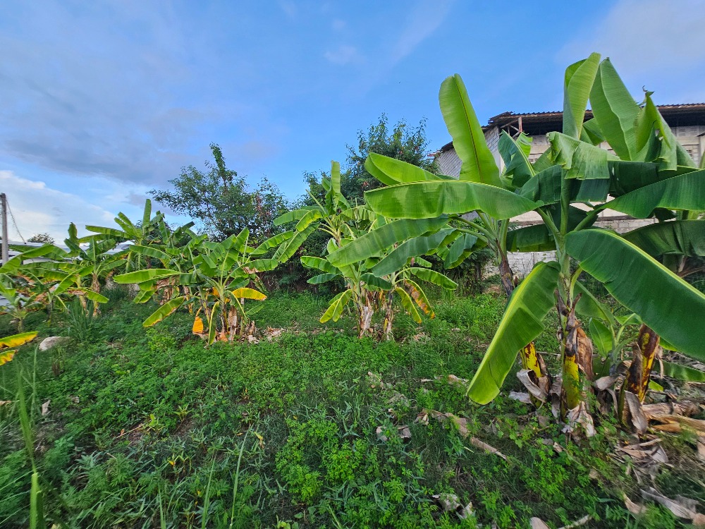 ขายที่ดินชะอำ เพชรบุรี : ขายที่ดินราคาถูก ชะอำ,เพชรบุรี