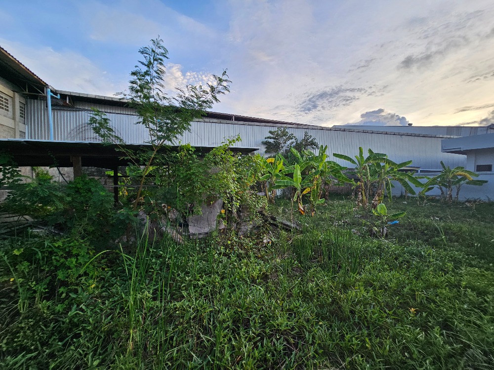 ขายที่ดินชะอำ เพชรบุรี : ขายที่ดินราคาถูก ชะอำ,เพชรบุรี