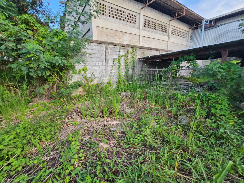 ขายที่ดินชะอำ เพชรบุรี : ขายที่ดินราคาถูก ชะอำ,เพชรบุรี