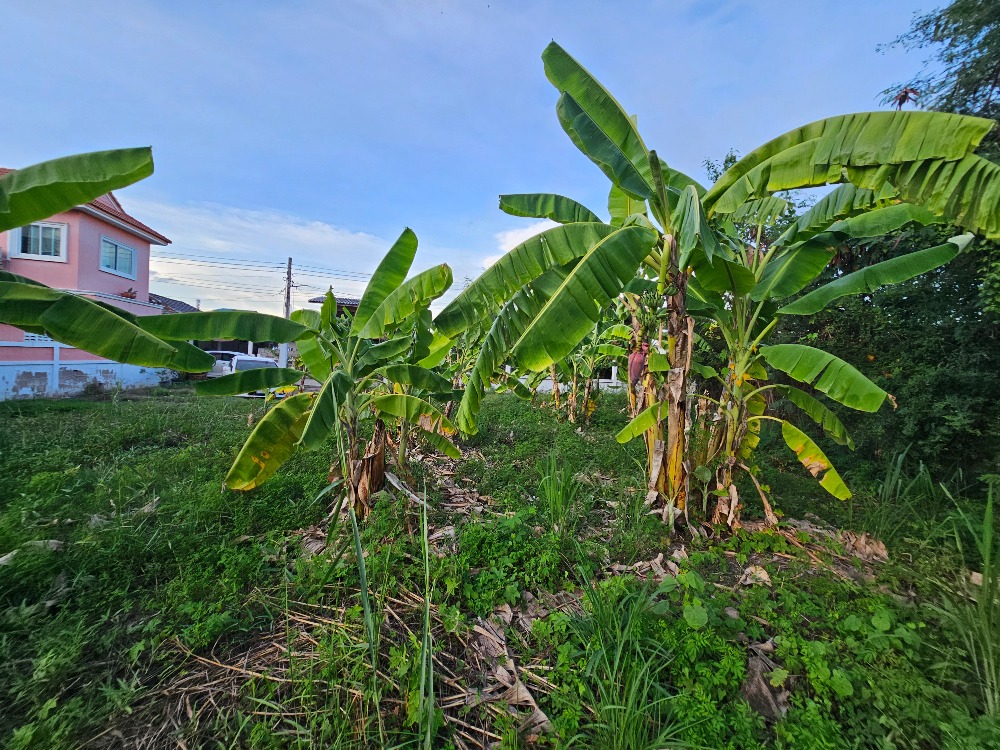ขายที่ดินชะอำ เพชรบุรี : ขายที่ดินราคาถูก ชะอำ,เพชรบุรี