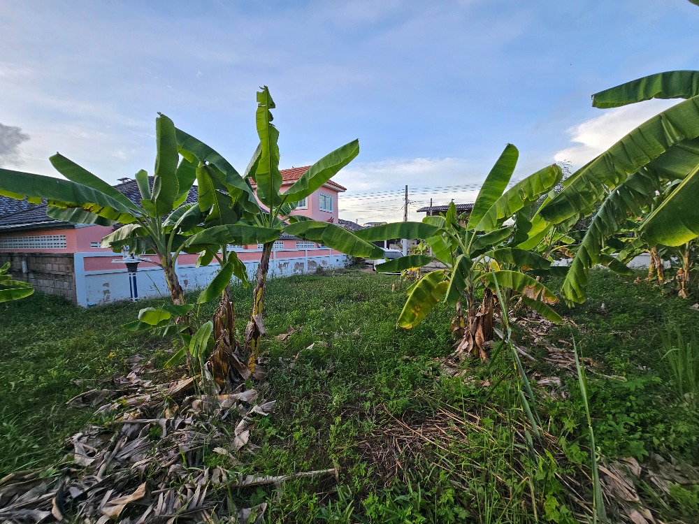 ขายที่ดินชะอำ เพชรบุรี : ขายที่ดินราคาถูก ชะอำ,เพชรบุรี