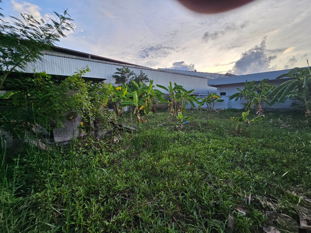 ขายที่ดินชะอำ เพชรบุรี : ขายที่ดินราคาถูก ชะอำ,เพชรบุรี