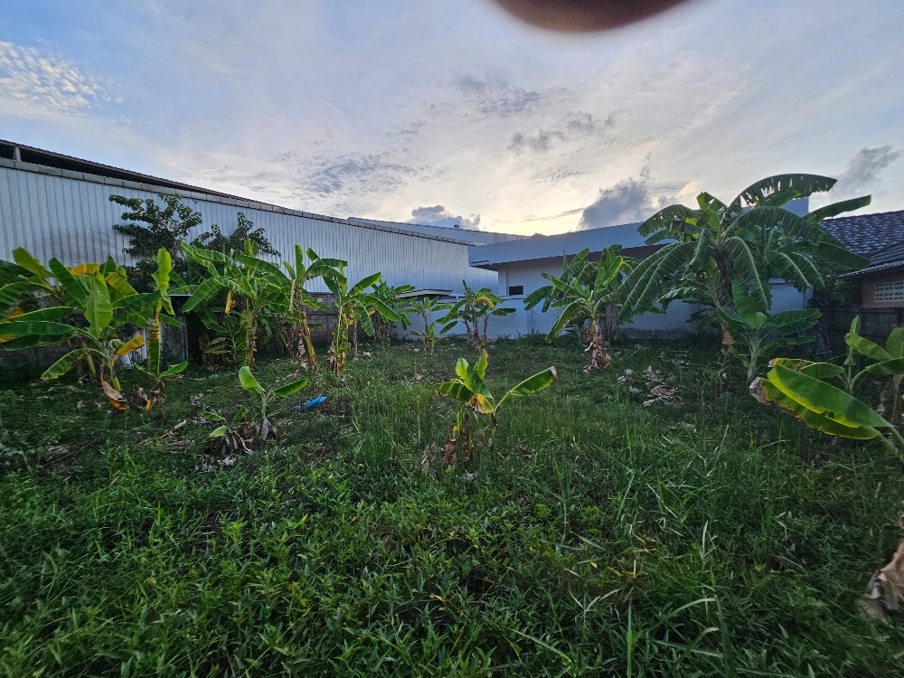 ขายที่ดินชะอำ เพชรบุรี : ขายที่ดินราคาถูก ชะอำ,เพชรบุรี