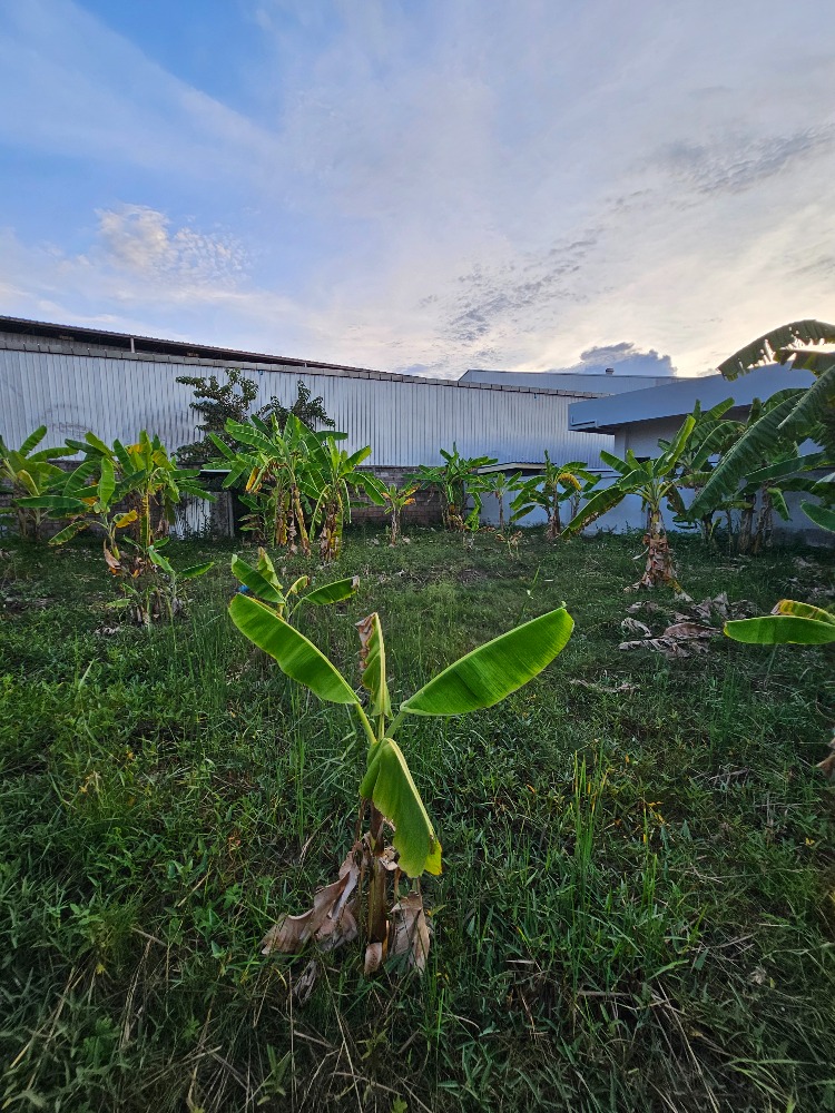 ขายที่ดินชะอำ เพชรบุรี : ขายที่ดินราคาถูก ชะอำ,เพชรบุรี