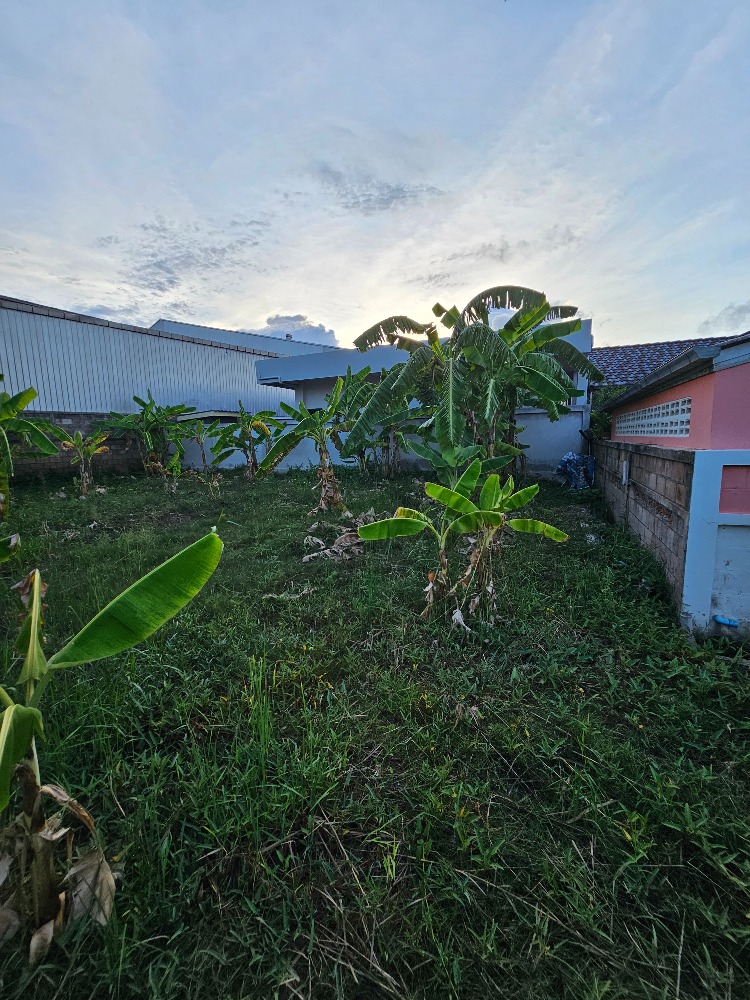 ขายที่ดินชะอำ เพชรบุรี : ขายที่ดินราคาถูก ชะอำ,เพชรบุรี