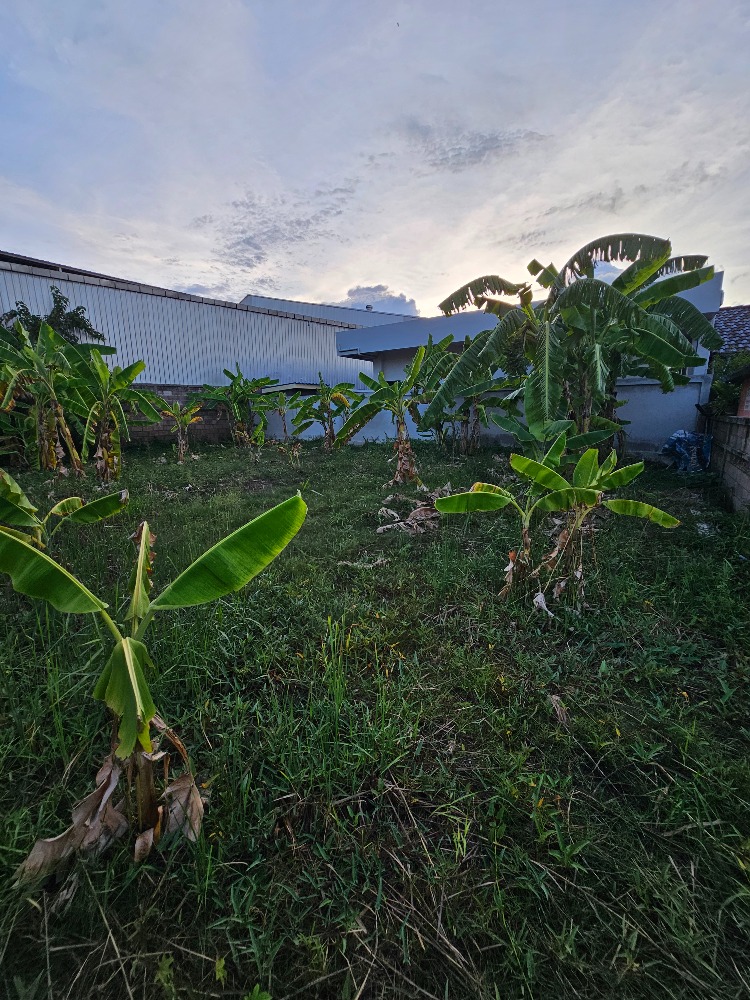 ขายที่ดินชะอำ เพชรบุรี : ขายที่ดินราคาถูก ชะอำ,เพชรบุรี