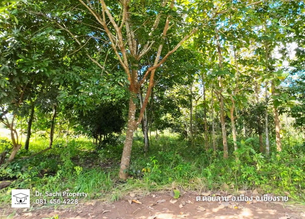 For SaleLandChiang Rai : Beautiful land for sale on a hill behind a mountain, 6 rai 55 sq wah, beautiful view, with teak trees, near the dual-track railway station, Ban Pong Kluea
