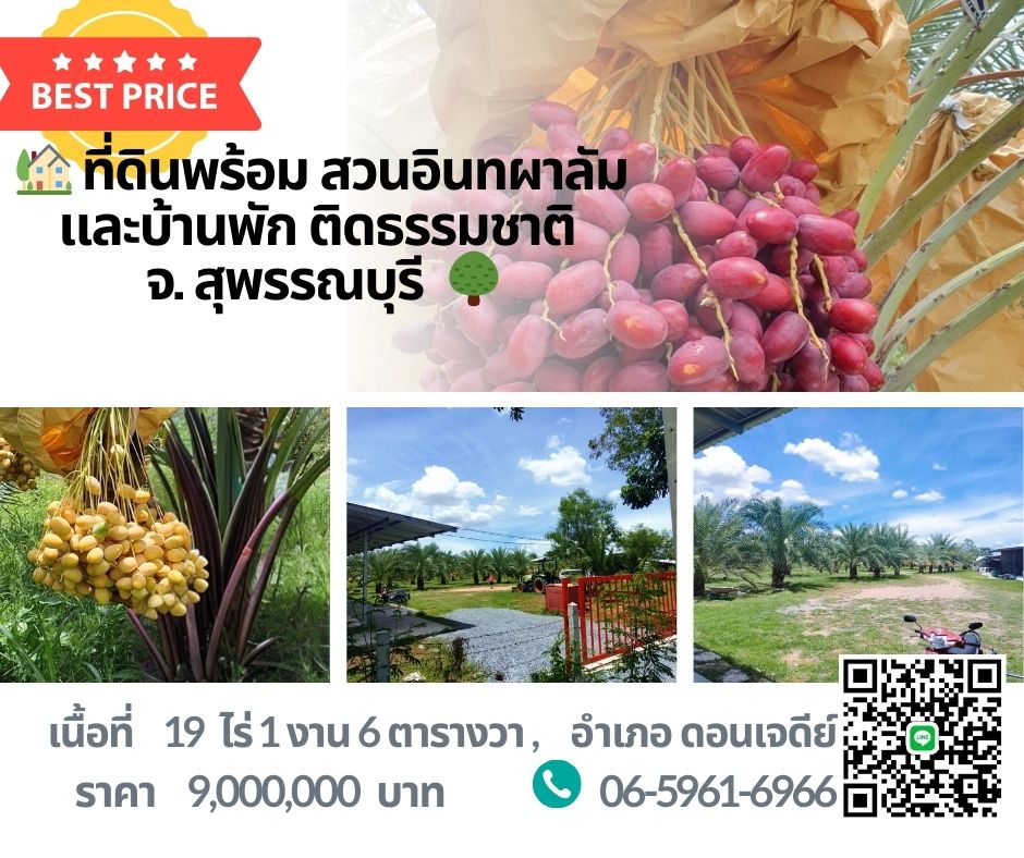 ขายที่ดินสุพรรณบุรี : 🌴 ขายที่ดิน 19 ไร่ พร้อมสวนอินทผลัม บ้านพัก และแถมรถไถฟรี!