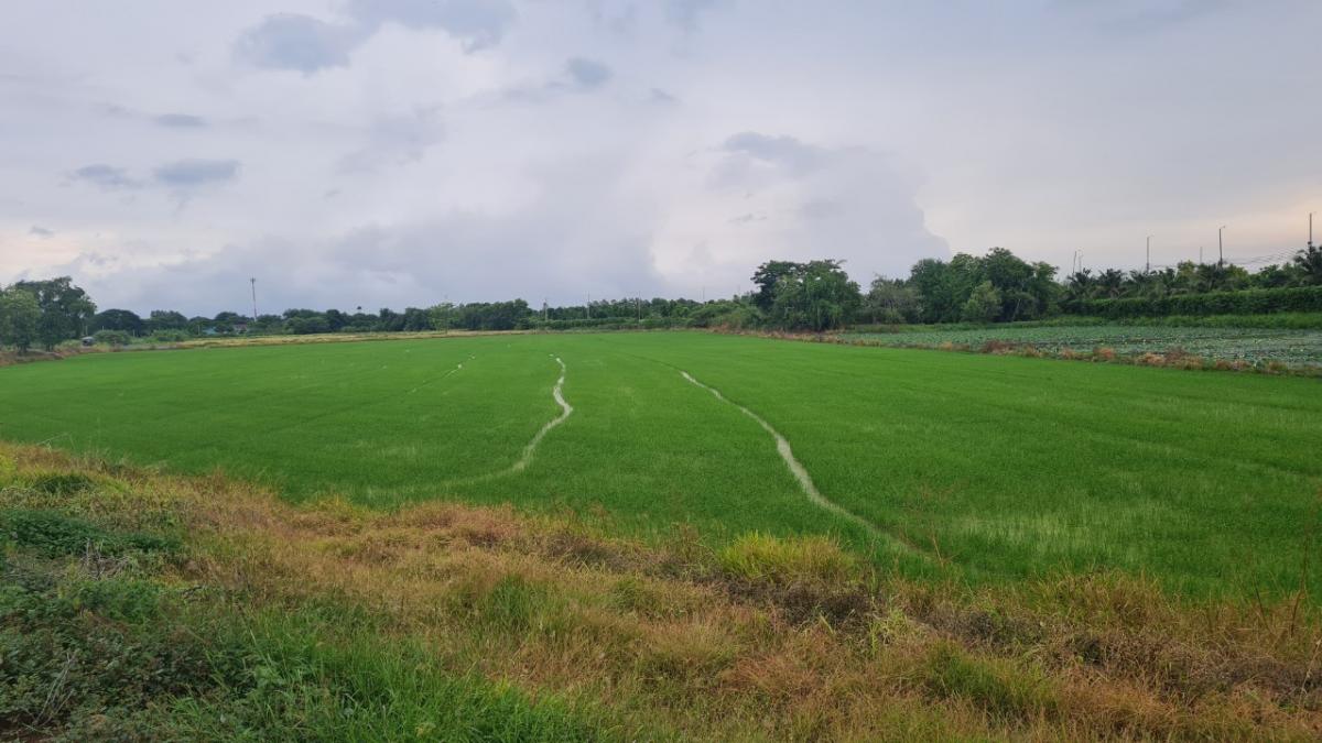 For SaleLandLop Buri : Urgent sale of beautiful land, 9 Bodhi trees, 2 plots, Muang District, Lop Buri