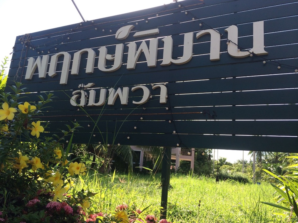 ขายที่ดินสมุทรสงคราม : 🔥ขายด่วน🔥ที่ดินริมคลองอัมพวา (ติดคลองหน้ากว้างเกือบ 100 ม.) เป็นแปลงที่มีศักยภาพสูงทั้งเพื่ออยู่อาศัยและลงทุน