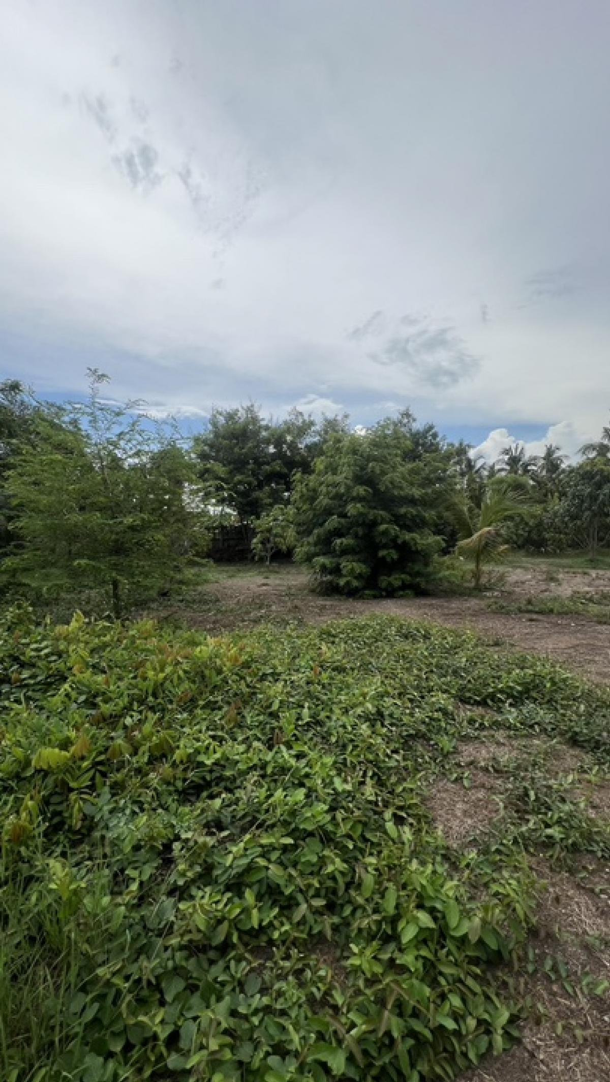 ขายที่ดินนนทบุรี บางใหญ่ บางบัวทอง : ขายที่ดิน 68 ตารางวา ในซอยวัดเสาธงหิน