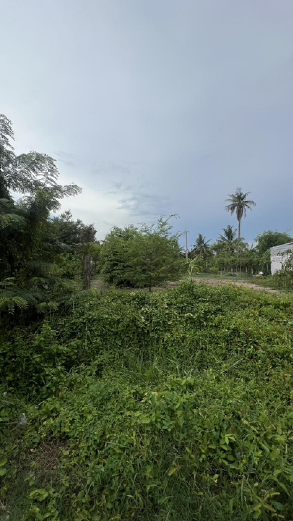 ขายที่ดินนนทบุรี บางใหญ่ บางบัวทอง : ขายที่ดิน 68 ตารางวา ในซอยวัดเสาธงหิน