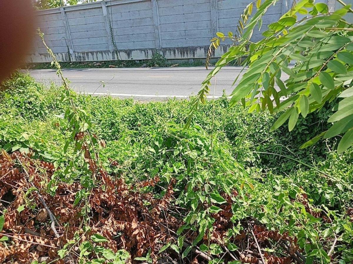 ขายที่ดินนนทบุรี บางใหญ่ บางบัวทอง : ขายที่ดิน 68 ตารางวา ในซอยวัดเสาธงหิน