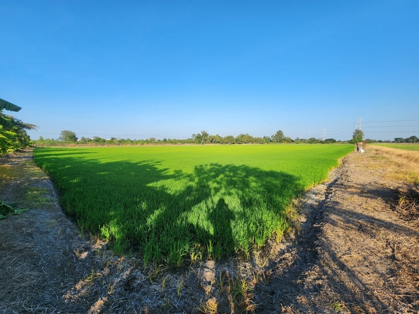 ขายที่ดินนนทบุรี บางใหญ่ บางบัวทอง : ขายที่ดิน ไทรน้อย ใกล้ถนนบางบัวทอง-สุพรรณบุรี ขนาด 10 ไร่ หน้ากว้าง 126 เมตร ใกล้วัดราษฎร์นิยม ทำเลดี เหมาะทำการเกษตร ปลูกบ้าน