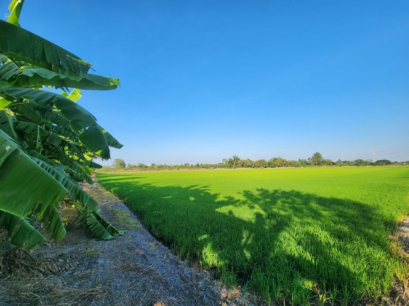 ขายที่ดินนนทบุรี บางใหญ่ บางบัวทอง : ขายที่ดิน ไทรน้อย ใกล้ถนนบางบัวทอง-สุพรรณบุรี ขนาด 10 ไร่ หน้ากว้าง 126 เมตร ใกล้วัดราษฎร์นิยม ทำเลดี เหมาะทำการเกษตร ปลูกบ้าน
