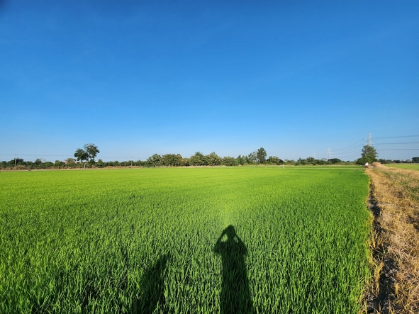 ขายที่ดินนนทบุรี บางใหญ่ บางบัวทอง : ขายที่ดิน ไทรน้อย ใกล้ถนนบางบัวทอง-สุพรรณบุรี ขนาด 10 ไร่ หน้ากว้าง 126 เมตร ใกล้วัดราษฎร์นิยม ทำเลดี เหมาะทำการเกษตร ปลูกบ้าน