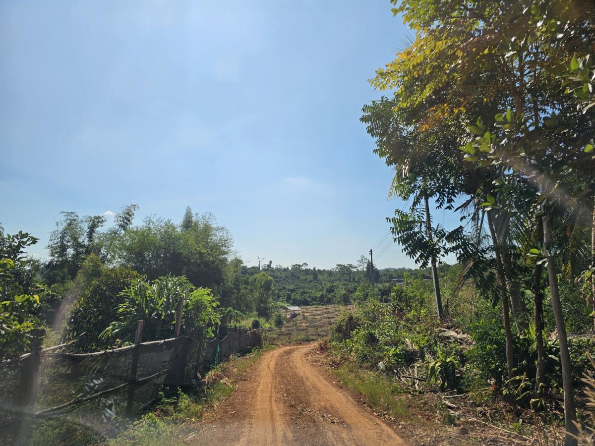 For SaleLandSa Kaeo : Land for sale in Wang Sombun District, Sa Kaeo, near a paved road, suitable for gardening and farming.